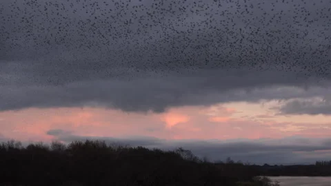 Birds flying in the evening light England awesome nature UK 4K Vidéo 169980021