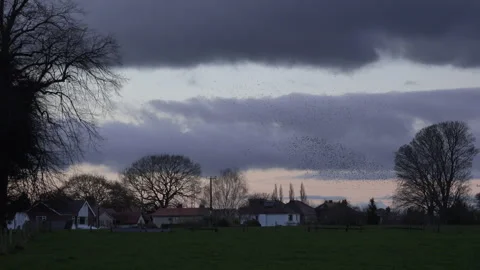 Birds flying in the evening light England awesome nature UK 4K 스톡 동영상 170034596