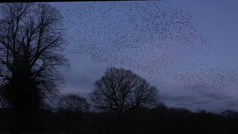 Birds flying in the evening light England awesome nature UK 4K Stock Footage 170051298