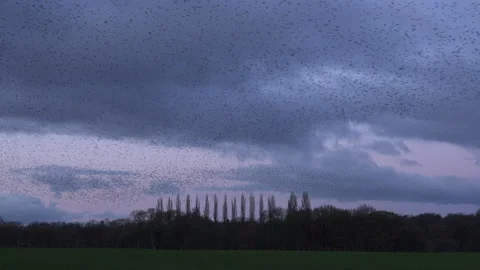 Birds flying in the evening light England awesome nature UK 4K Stock Footage 170055340
