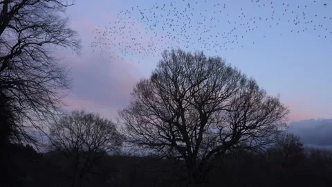 Birds flying in the evening light England awesome nature UK 4K Video stock 170058048