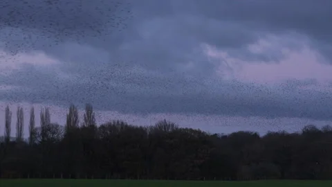 Birds flying in the evening light England awesome nature UK 4K Vídeos de archivo 170064308