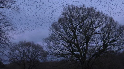 Birds flying in the evening light England awesome nature UK 4K 스톡 동영상 170070426