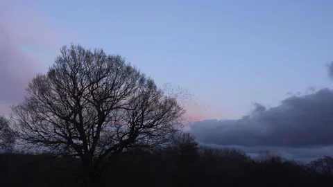 Birds flying in the evening light England awesome nature UK 4K Vídeos de archivo 170074191