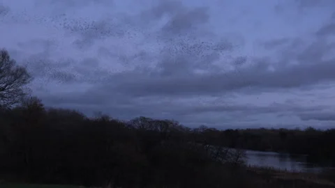 Birds flying in the evening light England awesome nature UK 4K 스톡 동영상 170082465
