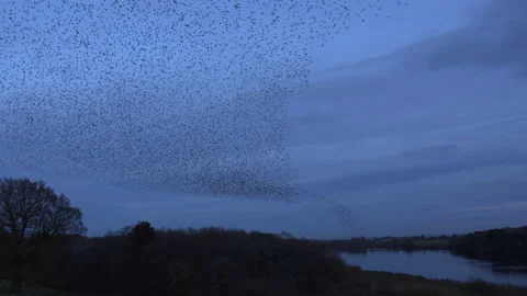 Birds flying in the evening light England awesome nature UK 4K 스톡 동영상 170089090