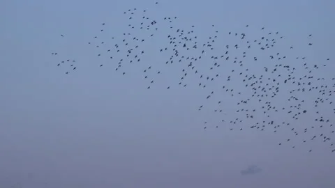 Birds flying in the evening light England awesome nature UK 4K Video stock 170093293