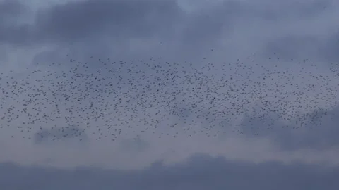 Birds flying in the evening light England awesome nature UK 4K 스톡 동영상 173436650