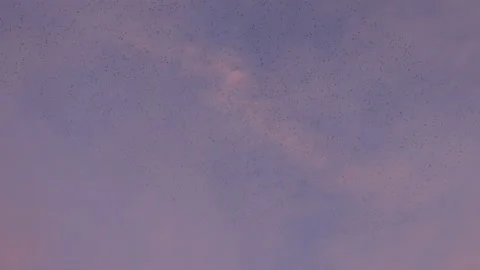 Birds flying in the evening light England awesome nature UK 4K 스톡 동영상 173443207