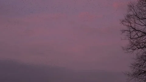 Birds flying in the evening light England awesome nature UK 4K Stock Footage 173452292