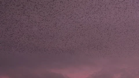 Birds flying in the evening light England awesome nature UK 4K Video stock 173452560