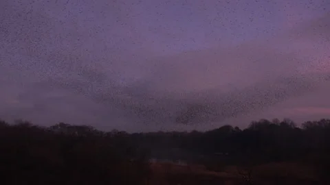Birds flying in the evening light England awesome nature UK 4K 스톡 동영상 173478298