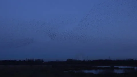 Birds flying in the evening light England awesome nature UK 4K Video stock 173501525
