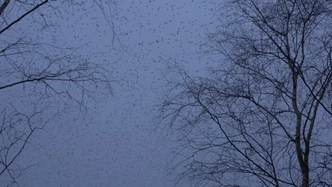 Birds flying in the evening light England awesome nature UK 4K Stockbeeldmateriaal 173507633
