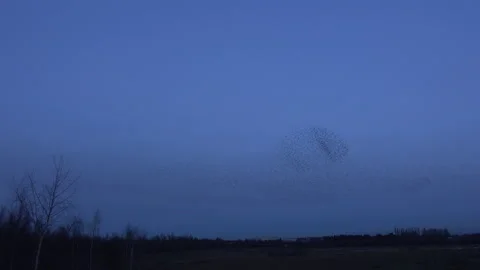 Birds flying in the evening light England awesome nature UK 4K Stock Footage 173522142