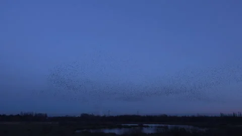 Birds flying in the evening light England awesome nature UK 4K 動画素材 173530826