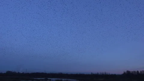 Birds flying in the evening light England awesome nature UK 4K Vidéo 173536022