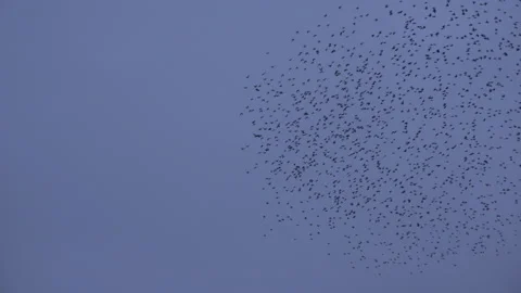 Birds flying in the evening light England awesome nature UK 4K Stockbeeldmateriaal 173570532