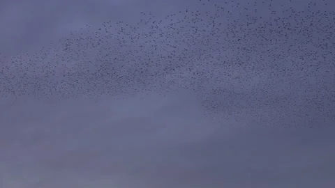 Birds flying in the evening light England awesome nature UK 4K Stockbeeldmateriaal 173573010