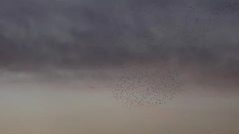 Birds flying in the evening light England awesome nature UK 4K 스톡 동영상 173574699