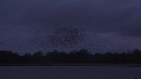 Birds flying in the evening light England awesome nature UK 4K Stock-Footage 173581177