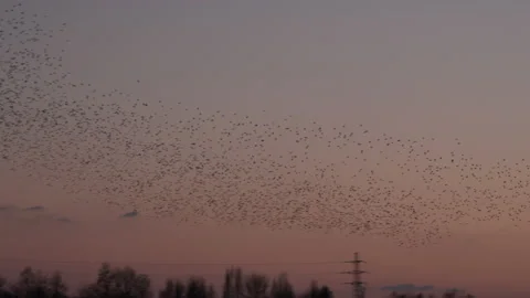 Birds flying in the evening light England awesome nature UK 4K Video stock 204858968