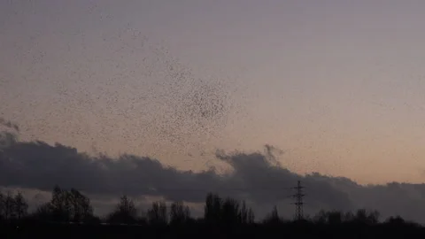 Birds flying in the evening light England awesome nature UK 4K 스톡 동영상 204872037
