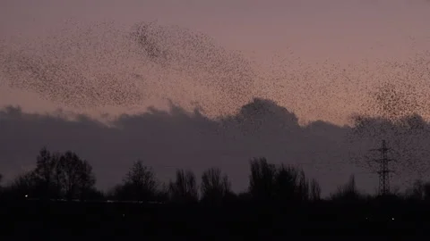 Birds flying in the evening light England awesome nature UK 4K Stock Footage 204877979