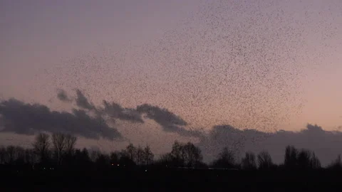 Birds flying in the evening light England awesome nature UK 4K Vídeo Stock 204878341
