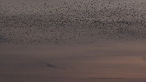 Birds flying in the evening light England awesome nature UK 4K Stockbeeldmateriaal 204885802