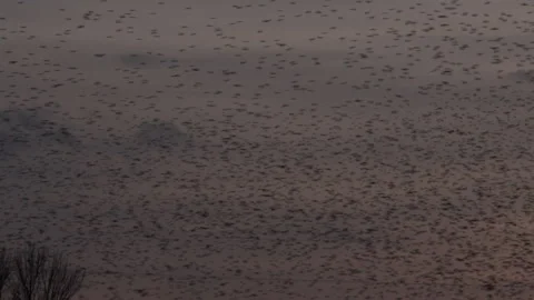 Birds flying in the evening light England awesome nature UK 4K Stockbeeldmateriaal 204886267