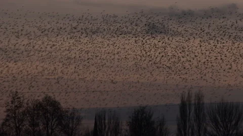 Birds flying in the evening light England awesome nature UK 4K 스톡 동영상 204887574