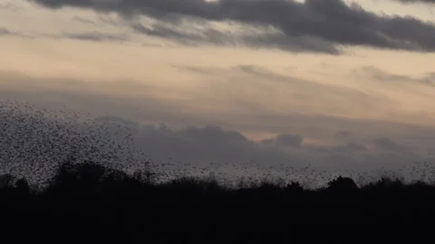 Birds flying in the evening light England awesome nature UK 4K Stock Footage 204911368