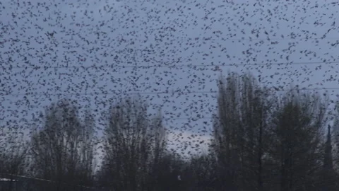 Birds flying in the evening light England awesome nature UK 4K Stock Footage 204947741
