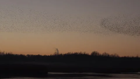 Birds flying in the evening light England awesome nature UK 4K 스톡 동영상 206641306