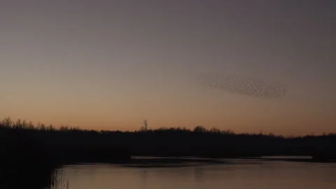 Birds flying in the evening light England awesome nature UK 4K Видео 206643956
