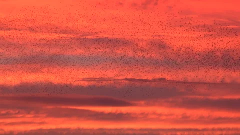 Birds flying in the evening light England awesome nature UK 4K Stockbeeldmateriaal 206682385