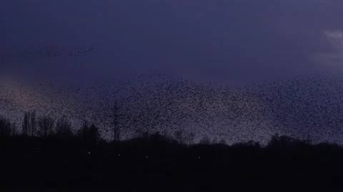 Birds flying in the evening light England awesome nature UK 4K Stock-Footage 207319082