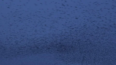 Birds flying in the evening light England awesome nature UK 4K Stock Footage 290154789