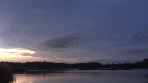 Birds flying in the evening light England awesome nature UK 4K Stock Footage 292561353