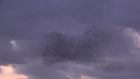 Birds flying in the evening light England awesome nature UK 4K Stock Footage 292575615