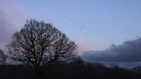 Birds flying in the evening light over tree England awesome nature UK 4K Stock Footage 170082960