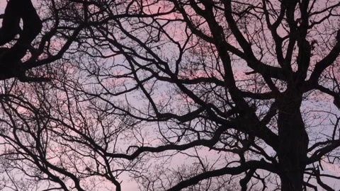 Birds flying in the evening light over tree England awesome nature UK 4K Stock Footage 173485774