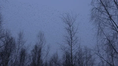 Birds flying in the evening light over trees England awesome nature UK 4K Stock Footage 173516391