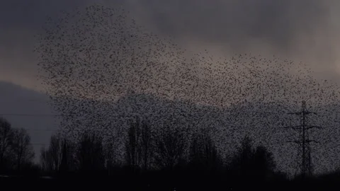 Birds flying in the evening light over trees England awesome nature UK 4K Stockbeeldmateriaal 204909206