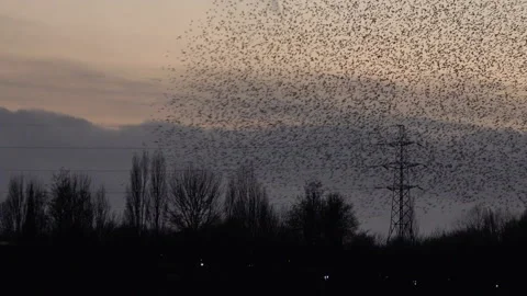 Birds flying in the evening light over trees England awesome nature UK 4K 스톡 동영상 204920235