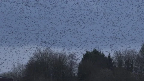 Birds flying in the evening light over trees England nature UK 4K Stock Footage 204946285