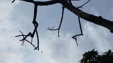 Birds flying in the evening sky over dead bare tree branches, silhouette zoom Stock Footage 340025475