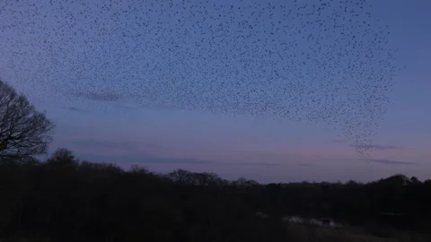 Birds flying in the evening sunset light England awesome nature UK 4K Stock Footage 170162723