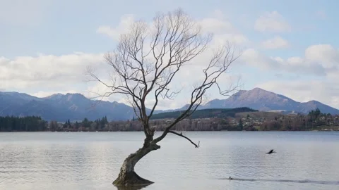 Birds flying by famous willow tree in the lake water of Wanaka in New Zealand Stock Footage 289416622